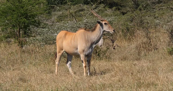 Cape Eland Taurotragus Oryx Dospělý Savaně Park Nairobi Keni — Stock fotografie