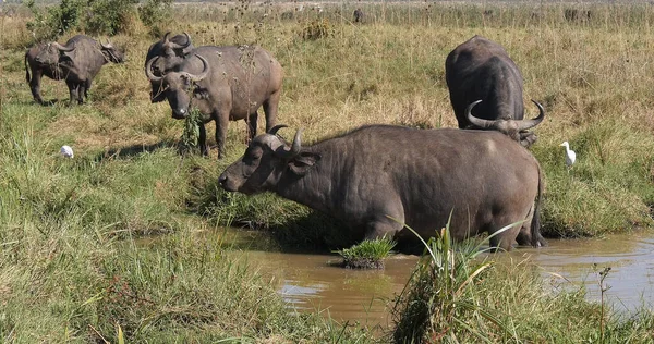 African Buffalo Syncerus Caffer Group Waterhole Nairobi Park Kenya — Stock Photo, Image