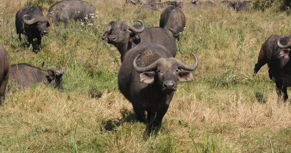 Buffalo Afrique Caffer Syncerus Troupeau Savannah Nairobi Park Kenya — Photo