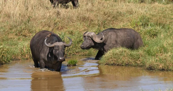 African Buffalo Syncerus Caffer Grupo Waterhole Nairobi Park Kenia —  Fotos de Stock