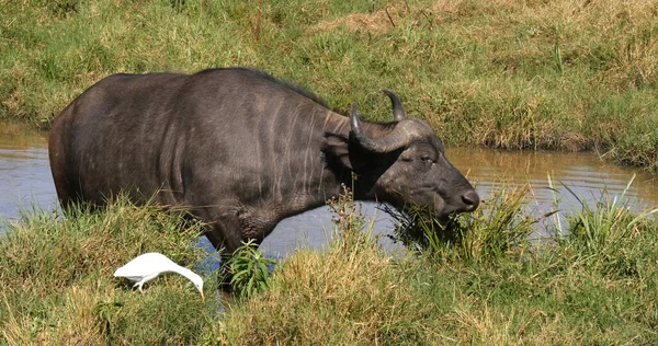 非洲水牛 肯尼亚内罗毕公园 — 图库照片