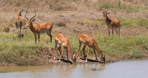 Impala Aepyceros Melampus Grupa Stojąca Waherhole Nairobi Park Kenii — Zdjęcie stockowe