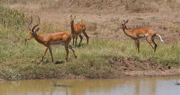 Impala Aepyceros Melampus Group Álló Waherhole Nairobi Park Kenyában — Stock Fotó