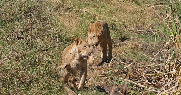 African Lion, panthera leo, Group in Savannah, Nairobi Park in Kenya