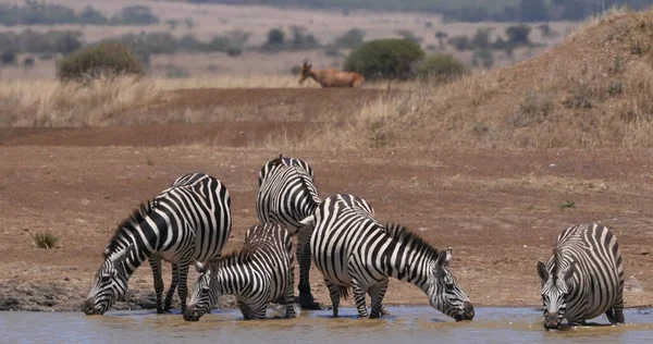 Grant Zebra Equus Burchelli Boehmi Herd Standing Water Hole Nairobi — Stock Photo, Image
