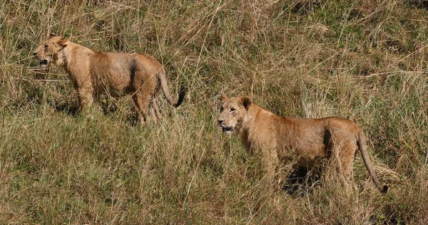 African Lion, panthera leo, Group in Savannah, Nairobi Park in Kenya