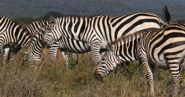 Grant Zebra Equus Burchelli Boehmi Herd Eating Grass Nairobi Park — Stock Photo, Image