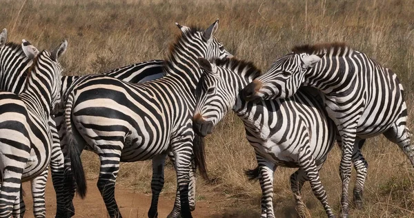 Grant Zebra Equus Burchelli Boehmi Fight Herd Nairobi Park Kenya — Stock Photo, Image