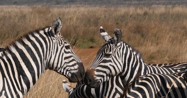 Grant Zebra Equus Burchelli Boehmi Stádo Pojídající Trávu Parku Nairobi — Stock fotografie