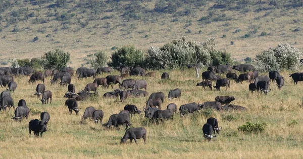 Afrykański Buffalo Syncerus Caffer Stado Savannah Tsavo Park Kenii — Zdjęcie stockowe