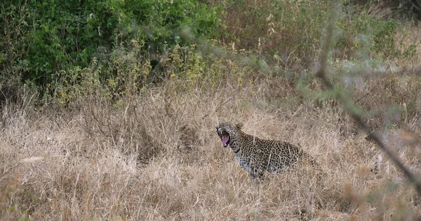 Leopard Panthera Pardus Erwachsener Hohen Gras Tsavo Park Kenia — Stockfoto
