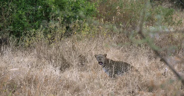 Леопард Пантера Пардус Дорослий Стоїть Високій Траві Парк Цаво Кенії — стокове фото