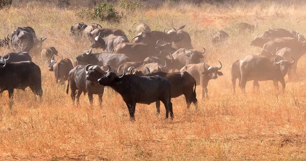 African Buffalo Syncerus Caffer Herd Standing Savannah Tsavo Park Kenya — Stock Photo, Image