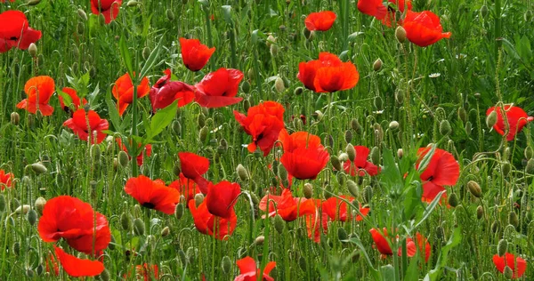 Poppies Field Papaver Rhoeas Bloom Sibenik Croatia Stock Image