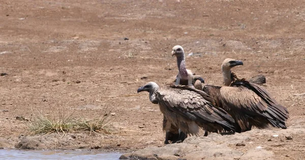 African White Backed Vulture Gyps Africanus Group Having Sun Bath Stock Photo