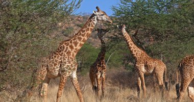 Masai Zürafa, zürafa camelopardalis tippelskirchi, Bush Grubu, Kenya Tsavo Parkı