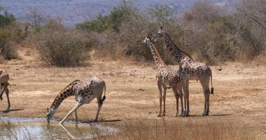 Masai Zürafa, zürafa camelopardalis tippelskirchi, Kenya 'daki Tsavo Park' ta Grup İçkisi