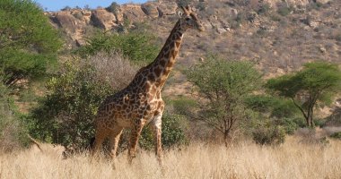 Masai Zürafa, zürafa camelopardalis tippelskirchi, Bush 'ta Yetişkin, Kenya' da Tsavo Park