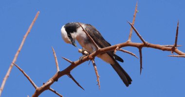 Kuzey Beyaz Taç Giyen Shrike, Avrusefalus Rueppelli, Gagasında Böcekli Yetişkin, Kenya 'daki Tsavo Park