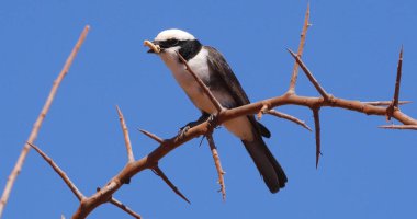 Kuzey Beyaz Taç Giyen Shrike, Avrusefalus Rueppelli, Gagasında Böcekli Yetişkin, Kenya 'daki Tsavo Park