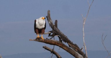 Afrika Balık Kartalı, haliaeetus vocifer, Ağacın tepesinde yetişkin, Kenya Baringo Gölü