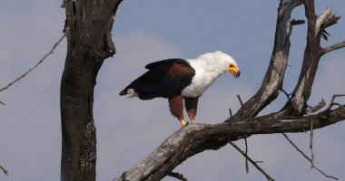 Afrika Balık Kartalı, haliaeetus vocifer, Ağacın tepesinde yetişkin, Kenya Baringo Gölü