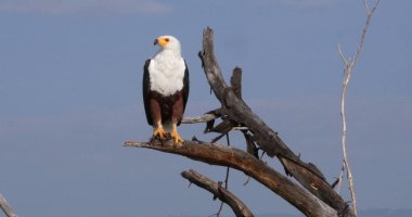 Afrika Balık Kartalı, haliaeetus vocifer, Ağacın tepesinde yetişkin, Kenya Baringo Gölü