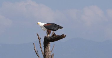 Afrika Balık Kartalı, haliaeetus vocifer, Ağacın tepesinde yetişkin, Kenya Baringo Gölü