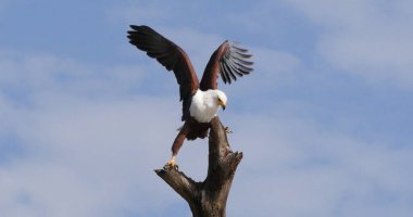 Afrika Balık Kartalı, haliaeetus vocifer, Ağacın tepesinde yetişkin, Kenya Baringo Gölü