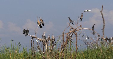 Heronry ile Anhinga, Karabatak ve Büyük Akbalıkçıl, Kenya Baringo Gölü