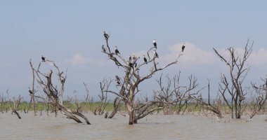 Heronry ile Anhinga, Karabatak ve Büyük Akbalıkçıl, Kenya Baringo Gölü
