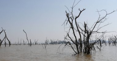 Baringo Gölü Manzarası Kenya 'da Ölü Ağaçlarla Suların Yükselişini Gösteriyor
