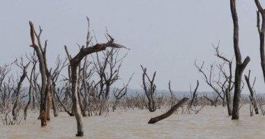 Baringo Gölü Manzarası Kenya 'da Ölü Ağaçlarla Suların Yükselişini Gösteriyor