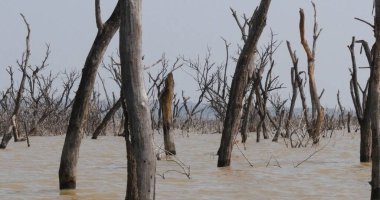 Baringo Gölü Manzarası Kenya 'da Ölü Ağaçlarla Suların Yükselişini Gösteriyor