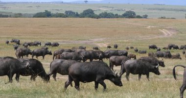 Afrika Bizonu, syncerus caffer, Herd Savannah 'da duruyor, Masai Mara Park, Kenya