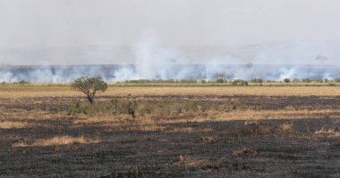 Savannah Ateşi, Masai Mara Park Kenya