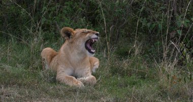 Afrika Aslanı, Panthera Aslanı, Yavru Esneme, Kenya Nairobi Parkı