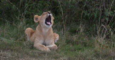 Afrika Aslanı, Panthera Aslanı, Yavru Esneme, Kenya Nairobi Parkı
