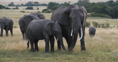 Afrika Fili, Loxodonta Africana, Savannah Grubu, Kenya Masai Mara Parkı