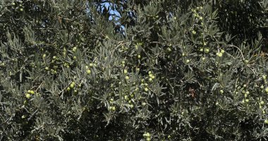 Fransa 'nın güneydoğusundaki Maussane Les Alpilles yakınlarında Olive' s Tree tarlası.