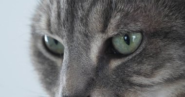 Kahverengi Tekir Ev Kedisi, Gözlerin Yakın Çekimi