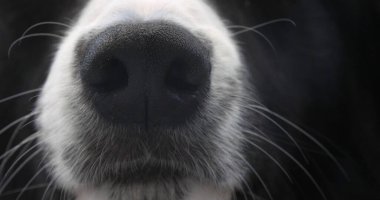 Sınır Köpeği, Erkek Portresi, Burun Kapağı