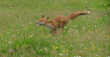 Kızıl Tilki, Vulpes vulpes, Yetişkin Çimende Koşan, Fransa 'da Normandiya