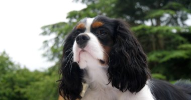 Şövalye Kral Charles Spaniel, Erkek Portresi, Fransa