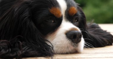 Şövalye Kral Charles Spaniel, Erkek Portresi, Fransa