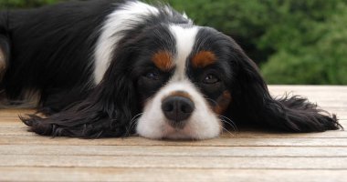 Şövalye Kral Charles Spaniel, Erkek Portresi, Fransa