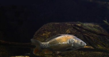 Ayna sazan balığı, Cyprinus carpio carpio, Fransa 'da bir tatlı su akvaryumunda yetişkin yüzücüsü.