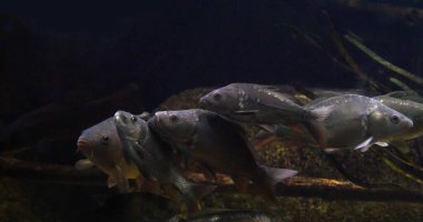 Ayna sazan balığı, Cyprinus carpio carpio, Fransa 'da bir tatlı su akvaryumunda yüzen yetişkinler.