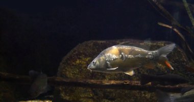 Ayna sazan balığı, Cyprinus carpio carpio, Fransa 'da bir tatlı su akvaryumunda yetişkin yüzücüsü.