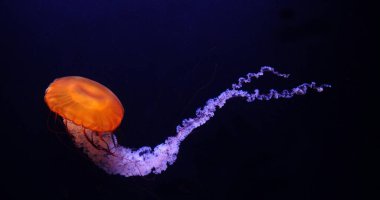 Karadeniz lsırganı, Pasifik Okyanusu, Chrysaora achlyos, Fransa 'daki Deniz suyu Akvaryumu